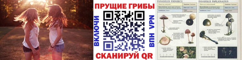 Псилоцибиновые грибы прущие грибы  наркотики  дарк нет телеграм  Называевск 